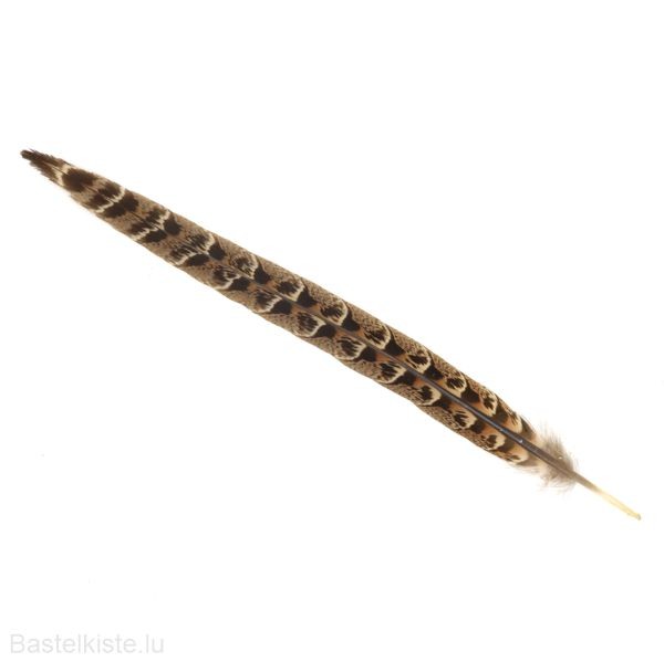 Fasanenfeder weiblich natur 20-25cm lang